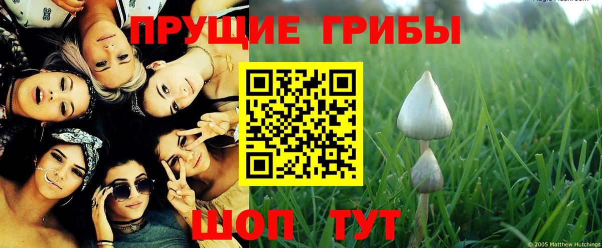 Псилоцибиновые грибы прущие грибы Чехов